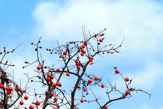 紅柿子