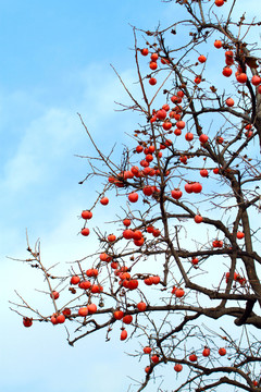 紅柿子