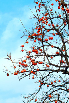 紅柿子