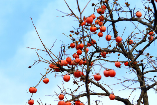 紅柿子