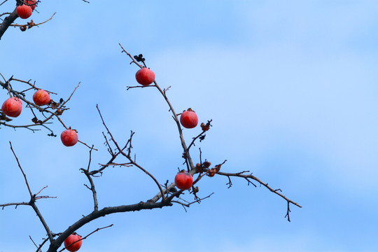 紅柿子