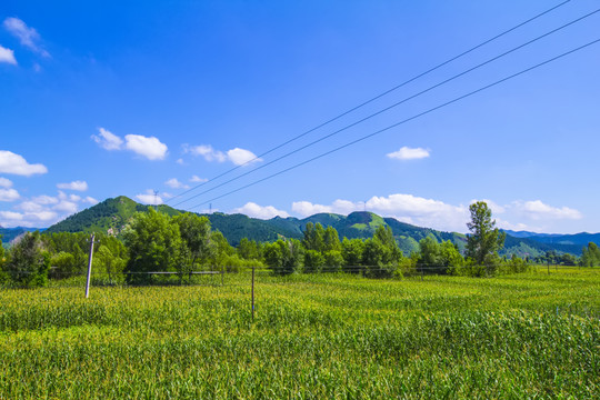 綠色田野