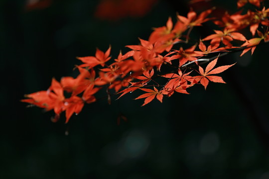 秋天的樹葉