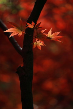 紅楓葉