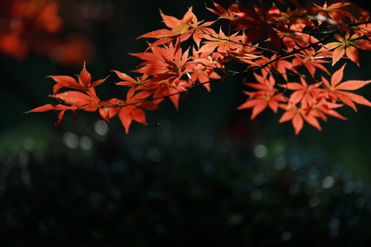 紅楓葉