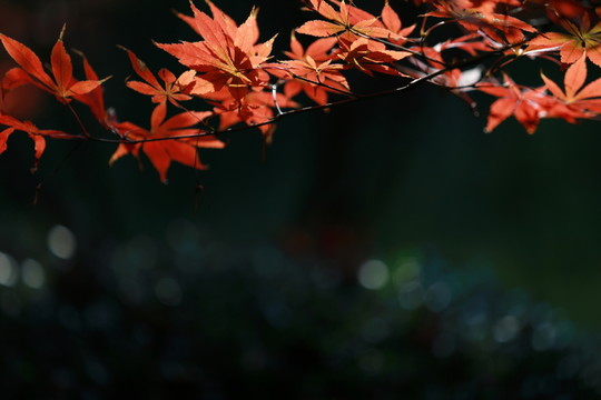 紅楓葉