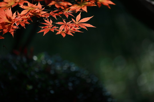 紅楓葉