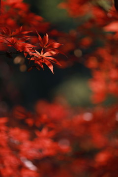 紅楓葉