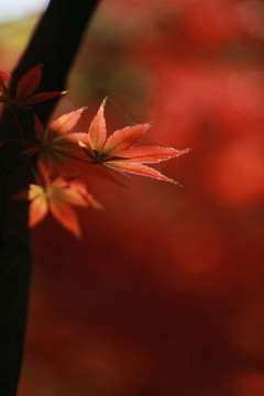 紅楓葉