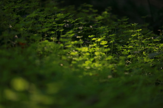 綠色的小草