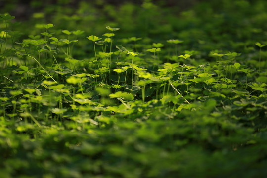 綠色的小草