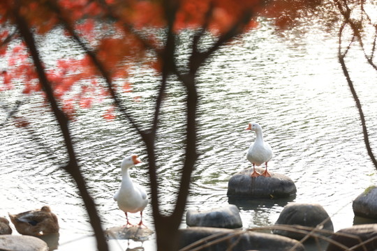 鵝