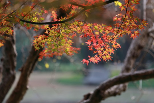 紅楓葉