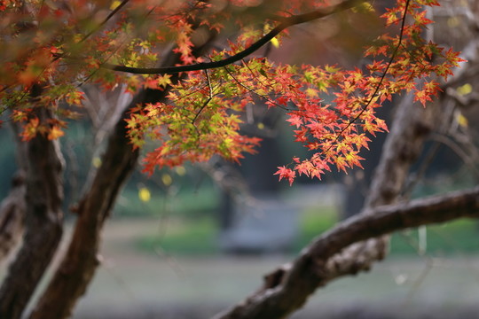紅楓葉