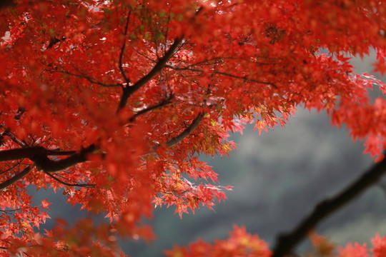 紅楓葉