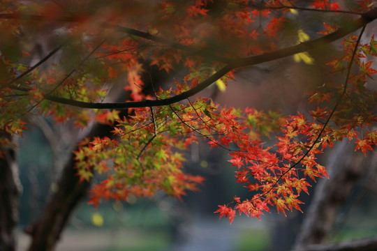 紅楓葉