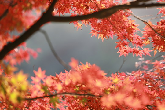 紅色的楓葉