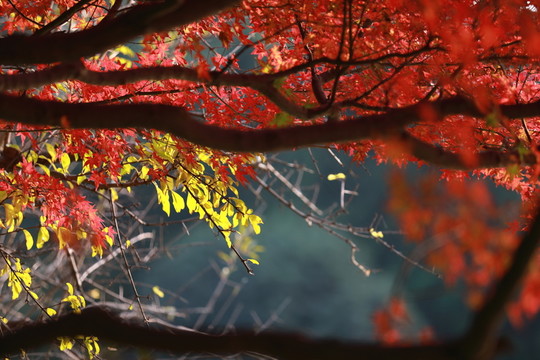 紅色的楓葉