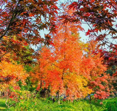紅葉