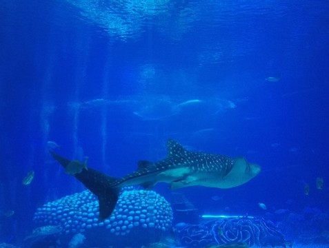 魚