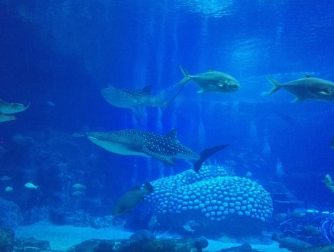 魚
