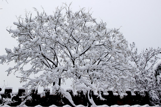 雪景