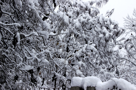 雪景