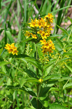 尋常型溶血性鏈球菌（lysimachia vulgaris）