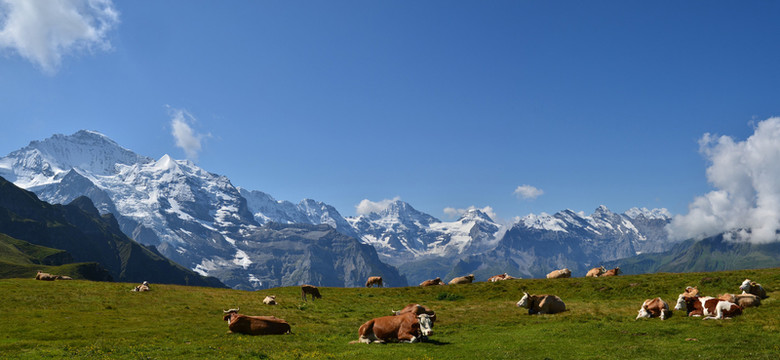 山