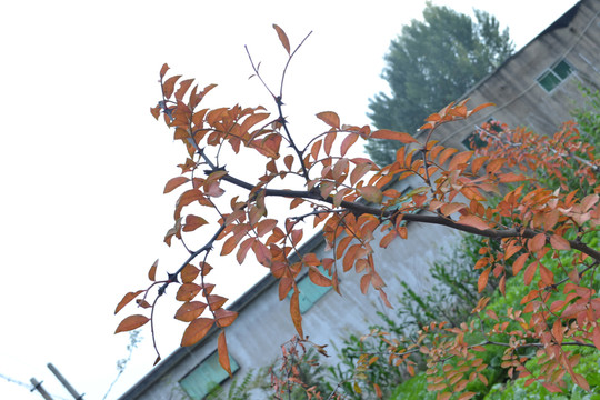 花椒葉
