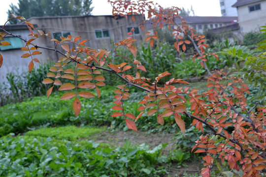 秋意 花椒枝葉