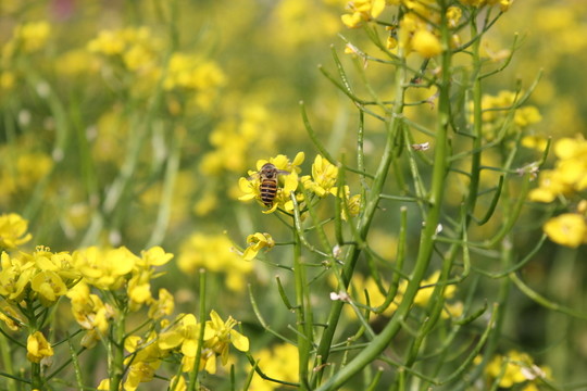 花海蜜蜂採(cǎi)蜜