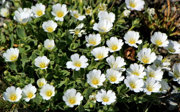 花