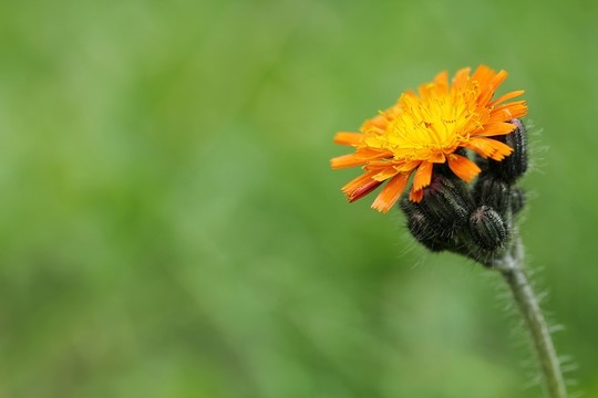 橙色hawkweed