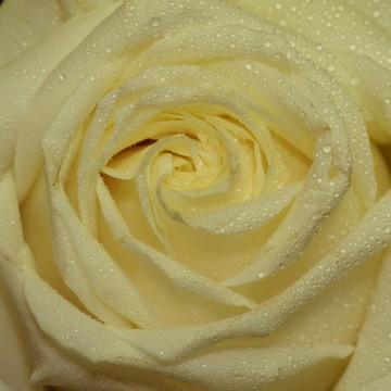 rosenbluete
