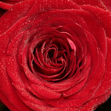 rosenbluete