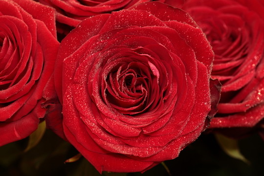 rosenbluete