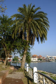 dattelpalme在高雄lotusee