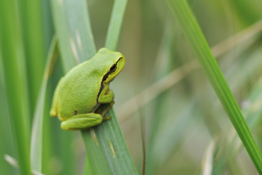 樹蛙