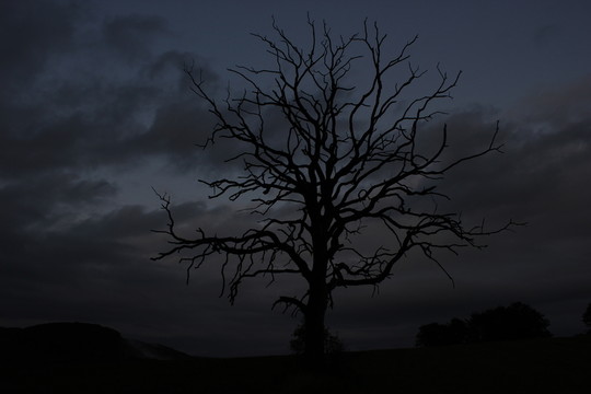 死樹(shù)對(duì)夜空