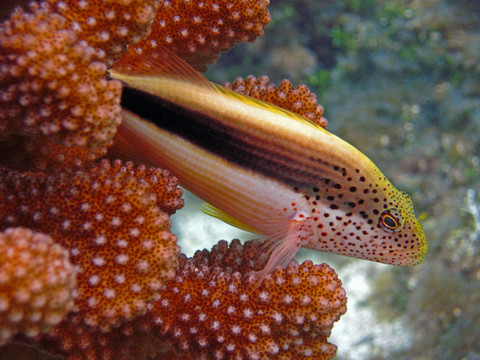魚