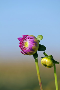 藍(lán)色