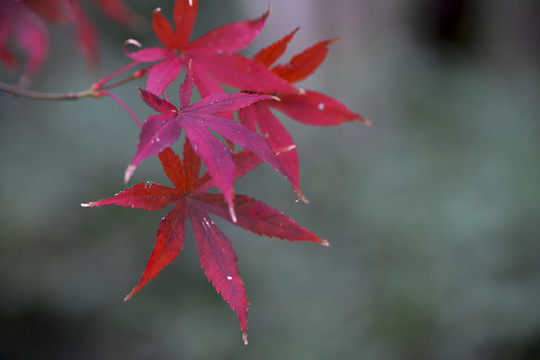 秋葉