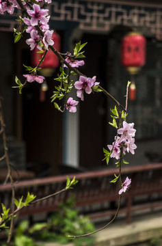 江南古鎮(zhèn)