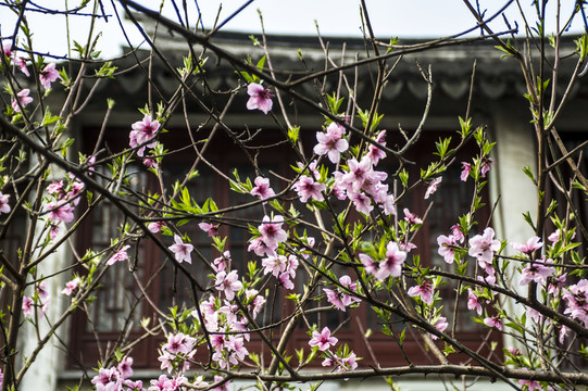 桃花