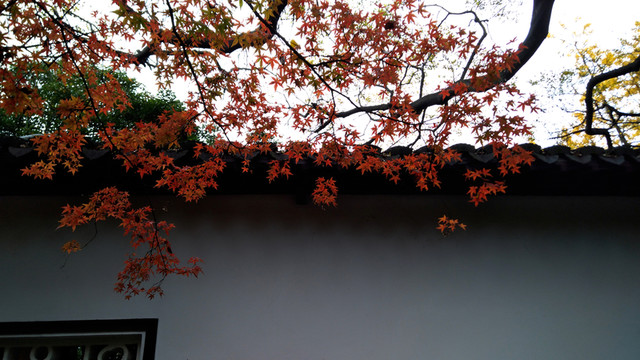 紅葉