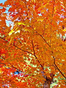 紅楓葉素材 秋天樹林