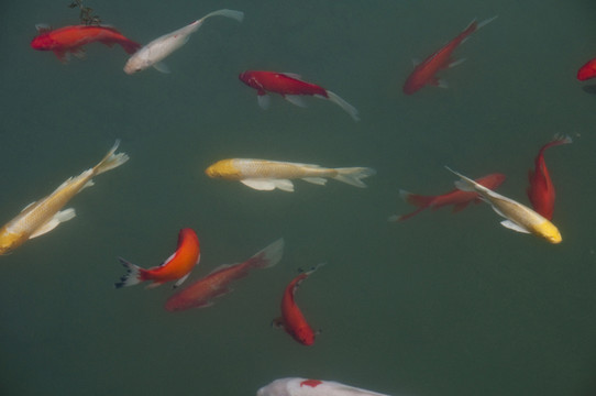 金魚