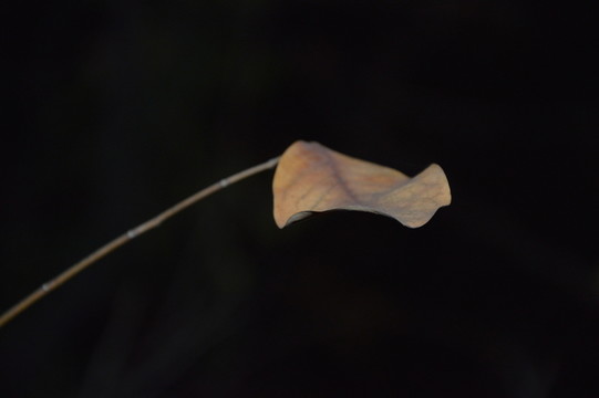 午夜下的樹葉