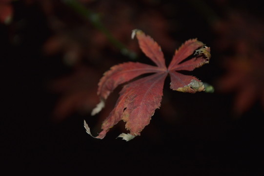 午夜下的樹(shù)葉